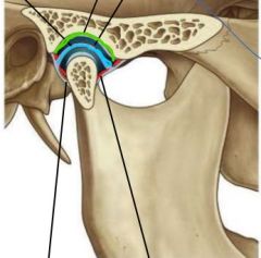 What is the function of the fibrocartilage (in green)?