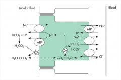 "Indirectly, through the actions of the Na+ - H+ exchanger.

1) Hydrogen ions are secreted and react with the filtered bicarbonate.

2) Carbonic acid is then formed rapidly, which reacts with carbonic anhydrase located on the surface of a apic...