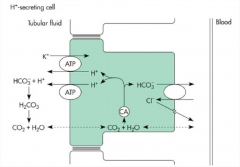 "Indirectly via a hydrogen-ATPase pump


1) Hydrogen ions are secreted and react with the filtered bicarbonate.

2) Carbonic acid is then formed rapidly, which reacts with carbonic anhydrase located on the surface of a apical membrane. The ca...