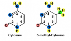 1. Bases such as cytosine can be methylated.
2. Methylation blocks or recruits certain proteins and factors which influence transcription.

*DNA Methyltransferases recruit HDACs which deacetylate and reduce transcription