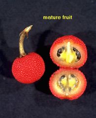 Who's fruit?(species)