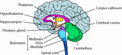 What is the function of the brain stem?  and its parts