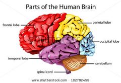 Cerebral cortex's lobes' names