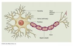 -dendrites
-axon
-myelin sheath
-synaptic cleft
-axon terminal
-cell body