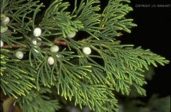 Juniperus species

Cedar
