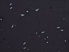 Bacillus subtilis
negative stain