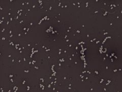 Streptococcus faecalis
negative stain