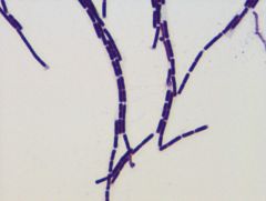Bacillus cereus variety mycoides
gram stain