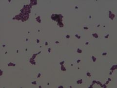 Staphylococcus aureus
gram stain