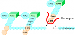 Bind to D-ala-D-ala nuramyl pentapeptide, inhibits transglycosylation and interferes with cross linking of bacterial cell wall