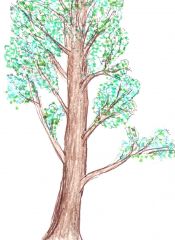 madera árbol(es)