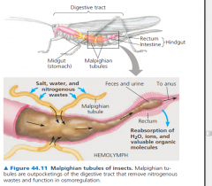 Insects and other terstrial arthropods have organs called
Malpighian tubules that remove nitrogenous wastes and
that also function in osmoregulation