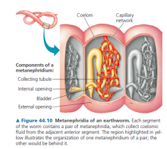 Most annelids, such as earthworms, have metanephridia
(singular, metanephridium), excretory organs that collect
fluid directly from the coelom
