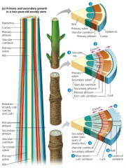 The growth in thickness produced by lateral meristems occurs in stems and roots of woody plants, but rarely in leaves. Secondary growth consists of the tissues produced by the vascular cambium and cork cambium.