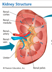 The funnel-shaped chamber that
receives processed filtrate from the vertebrate
kidney’s collecting ducts and is drained by the
ureter.