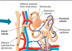 In the vertebrate kidney, the portion
of a nephron that helps refine filtrate and
empties it into a collecting duct.