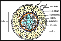 Vascular Cylinder appearing in the cross section as a lobed core of xylem with phloem between the lobes