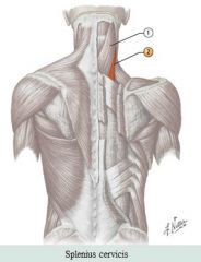 Neck muscles

 