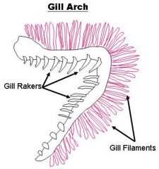 - Gills (behind operculum) attached to ea four pairs of Branchial Arches 
- Gill Rakers are on ant surface of Gills
- Perch has 2 sets of filaments (and/post)
- Counter Current System: blood flow is opposite of water over the gills
> 2 line hi...