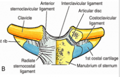 -interclavicular ligament
-anterior & posterior sternoclavicular ligaments
-costoclavicular ligament