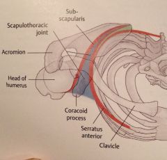 Not a true joint. The scapula glides on the smooth surface of CT between the serratus anterior and subscapularis muscles. 
