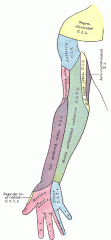 yellow on shoulder=supraclavicular nerve (cervical plexus)
blue=axillary
purple inner arm=intercostal brachial nerve. 
purple outer forarm=lat cut nerve of FA
green=medial cut nerve of FA
pink=median. blue=ulnar