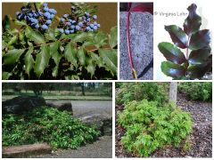 Mahonia aquifolium 'Compactum'
-Evergreen shrub
-

pinnately compound, Alternate leaf
- Low growing
-Sends up shoots, colonizes
