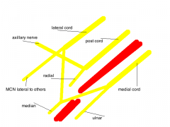 think of the cords they come off. 
radial comes off post cord=post to artery
Ulnar off medial cord=medial to artery
Median=lateral + medial cord so comes across to artery
MCN=solely of lateral cord