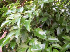 Mahonia aquifolium 'compactum'
 -New leaves emerge red-tinted in spring, maturing to glossy dark green by summer. Foliage acquires purplish hues in fall and burgundy-bronze tones by winter. 