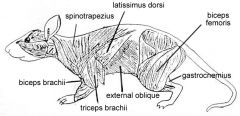 - External Oblique: outer layer of body wall
- Internal Oblique: just beneath external oblique
- Transverse oblique: 3rd layer and innermost 
(EIT)
- Rectus Abdominus: muscle running ant-post along midventral line
- Latissiums Doris: fan shap...