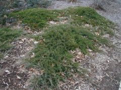Juniperus sabina 'Broadmoor'
-spreading plants, showing a "mounding" toward center of plant
 