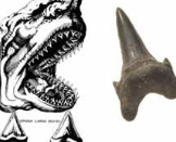 1638-1686


Fossilized shark teeth on mountain tops didn't fall from the sky


Idea of original horizontality and Steno's law of superposition