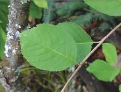 tree, simple, alternate, toothed
leaf base is cordate
pinnate venation
fleshy pome
smooth twig/smooth leaves
