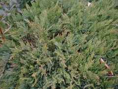 Juniperus sabina 'Broadmoor'
-Main lateral branches spread horizontally, from these there are many short branchlets that reach up, and center of plant tends to "mound up" with age
 