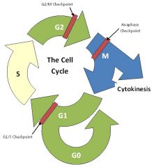 Cell-cycle arrest