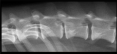 IVDD
narrowed joint space
- decreased size of intervertebral foramen, wedged narrowed disk space