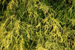 Chamaecyparis pisifera 'Fiifera Aurea'
-

‘Filifera Aurea’ is noted for its drooping yellow foliage.


-

Features golden, weeping, thread-like foliage that provides excellent texture and color to foundation plantings. Foliage is usuall...