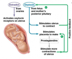 a hormone which causes the muscles of the uterus to contract and cause birth