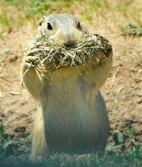 4. The grass in this prairie dog's mouth (image here is different than in book) will be consumed and converted within its cells to body tissue, [ENERGY], and refuse. (539)