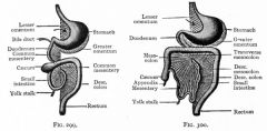 Abdominal & Thoracic Cavity separated by Diaphragm
- Organs or viscera, suspended by Coelom
- Ab cavity & viscera covered by membrane Peritoneum

Membranes: 
1) Mesentery Proper: peritoneal membrane extends from dorsal body wall to Viscera
2...
