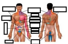 Referred pain

(1) Medial left arm and jaw pain : 
(2) Right subscapular pain :
(3) Thoracic or flank pain :
(4) Left upper quadrant and shoulder pain :
(5) Right upper quadrant pain :