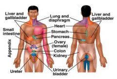 (1) Heart
(2) Gallbladder 
(3) Kidney
(4) spleen
(5) Liver
