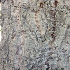 tree
corky bark