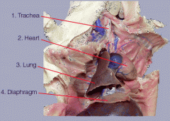 - Thoracic Cavity contains heart & lungs
- Parietal pleura is membrane lining thoracic cavity
- Visceral Pleura lines lungs
- 1 lobe for left lung, 4 lobes for right lung
- Trachea> branches into Bronchus > leads to Bronchioles (in lungs)