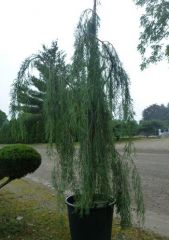 Juniperus scopulorum 'Tollesons'
-excurrant, 
-upright, 
-weeps, 
-"works of art"
