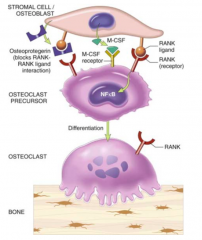 - Interaction of Preosteoclasts w/ Osteoblasts through RANK-Ligand (on blasts) and RANK receptors (on clasts)
- Osteoblasts synthesize CSF-M which stimulates activation