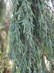 Juniperus scopulorum 'Tollesons'
 Foliage is scale-like, bluish color covering the stems. Distinct white bands of stomates seen where the leaves overlap.  