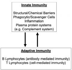 innate- bulk of defense, oldest component and requires no previous experience w/ disease
**components of innate system is needed in order to trigger adaptive immune system

adaptive- designed to eradicate disease silently and quickly upon secon...
