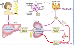- Regulates serum Ca2+ levels
- Directly regulates release of Ca2+ from bone and reabsorption of Ca2+ by kidney
- Stimulates conversion of Vitamin D to final active form in kidney
- Indirectly controls Ca2+ uptake by intestinal epithelial cells