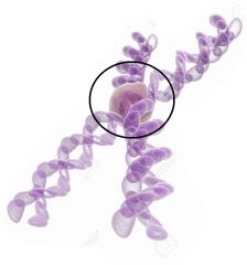 What part of this chromosome is circled?